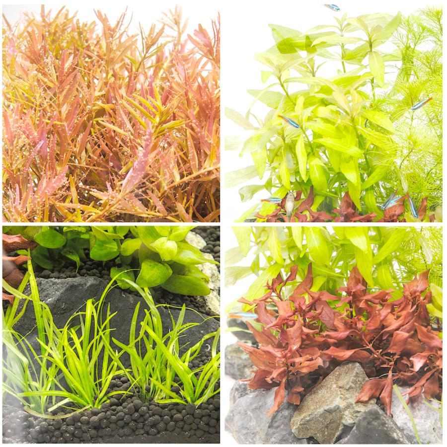 水草）60cmスリム水槽用水草セット : チャーム charm ヤフー店