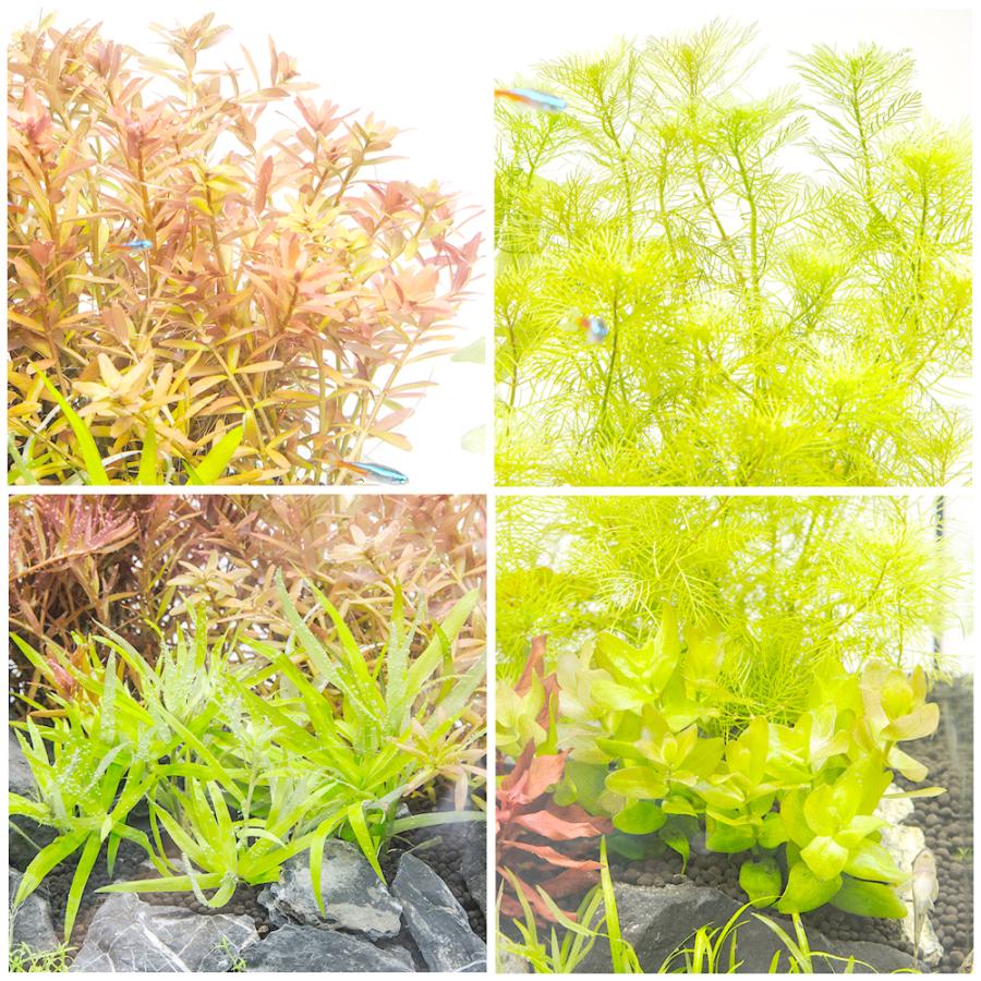 水草）60cmスリム水槽用水草セット : チャーム charm ヤフー店