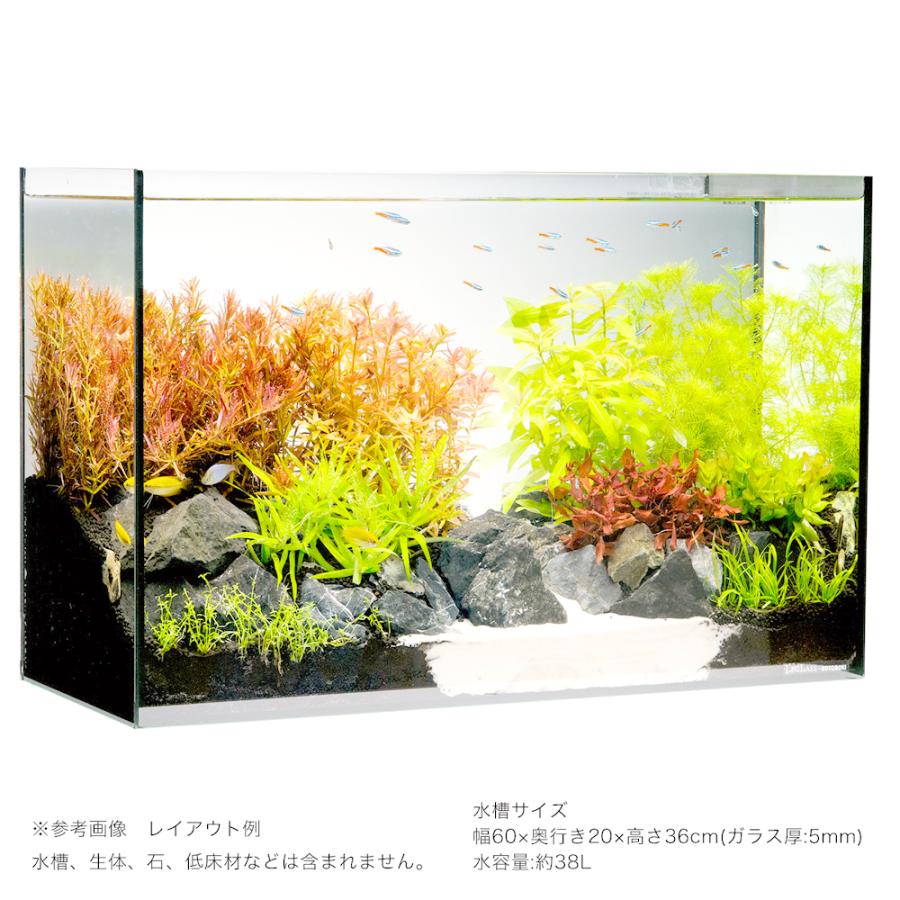 水草）60cmスリム水槽用水草セット : チャーム charm ヤフー店 - 通販