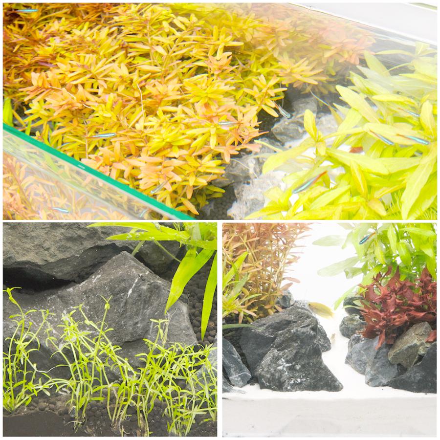 水草）60cmスリム水槽用水草セット : チャーム charm ヤフー店