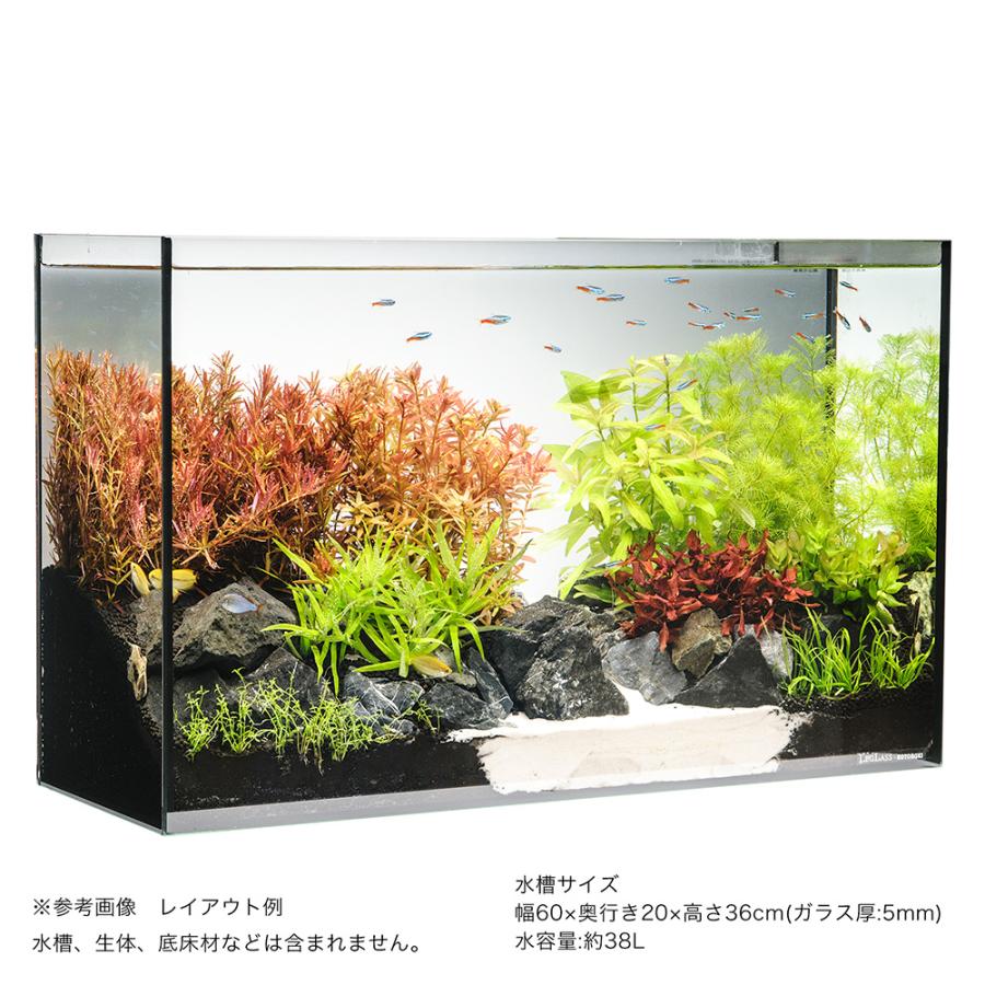 水槽レイアウト用石　風山石　約21㎏ 水草）60cmスリム水槽用 水草レイアウトセット 風山石付き