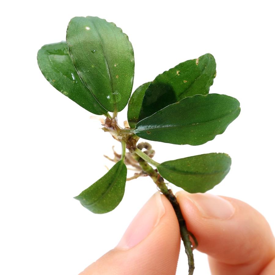 水草）ブセファランドラsp．レインボーセンチピード（水上葉）（1株