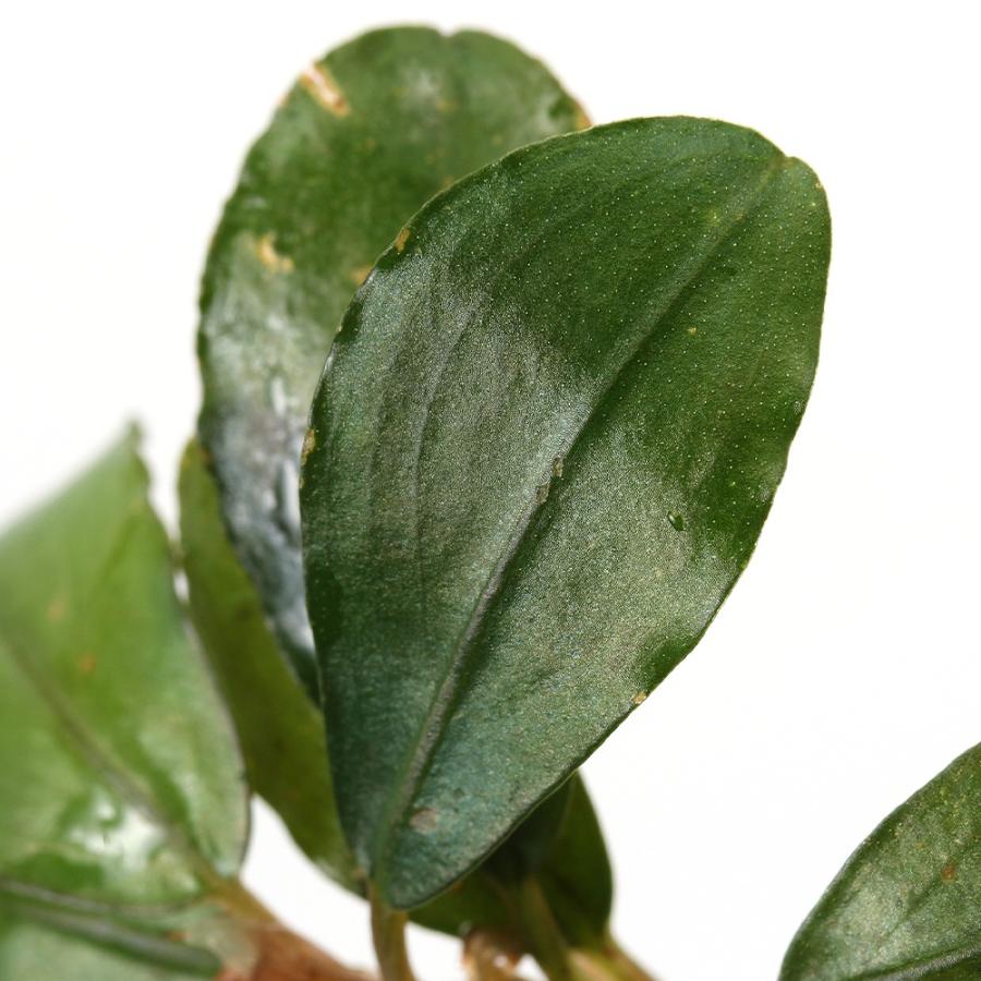 水草）ブセファランドラsp．レインボーセンチピード（水上葉）（1株