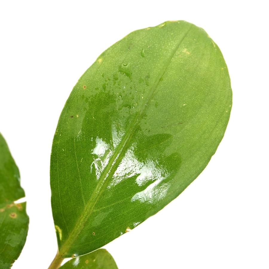 水草）ブセファランドラsp．Themis（水上葉）（1株