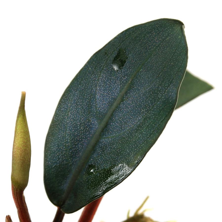 水草）ブセファランドラsp．Cypris（水上葉）（1株