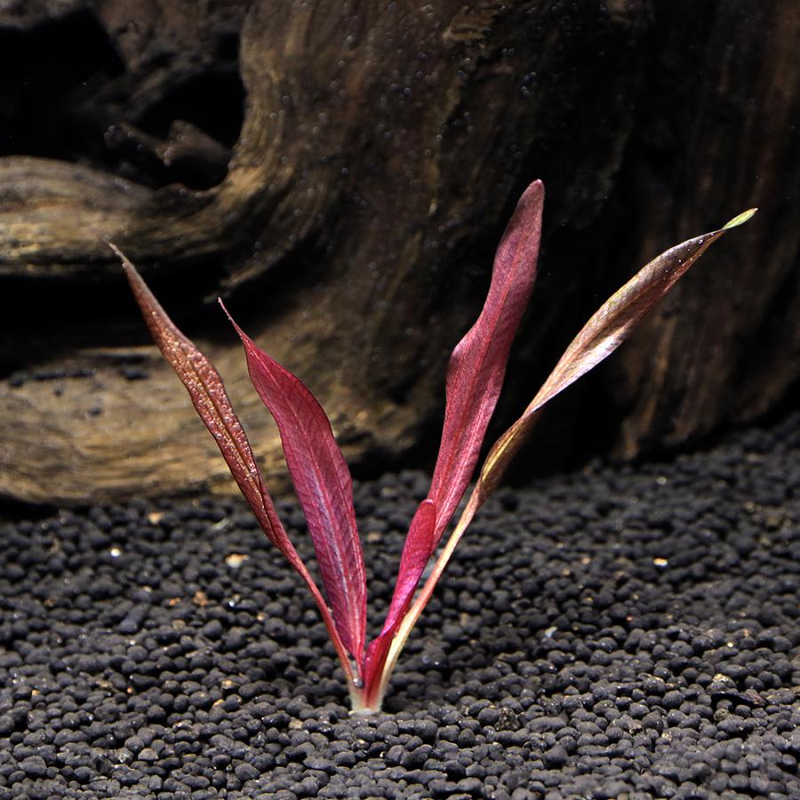水草）エキノドルス レッドデビル(水中葉)(無農薬)(1株) : チャーム