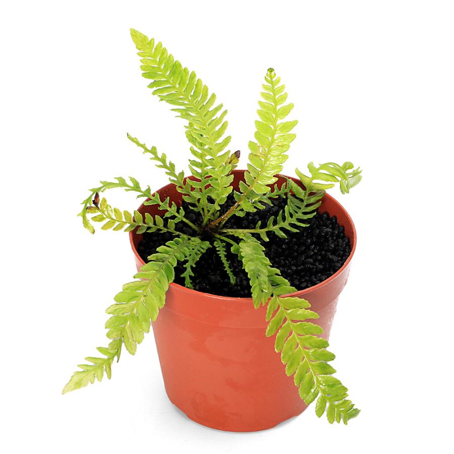 オブオブ　ブレクナムオブツサタムシダ熱帯植物パルダ流木つきモス南米 水草）一点物 ブレクナム オブツサタム var．フランシー タイプB