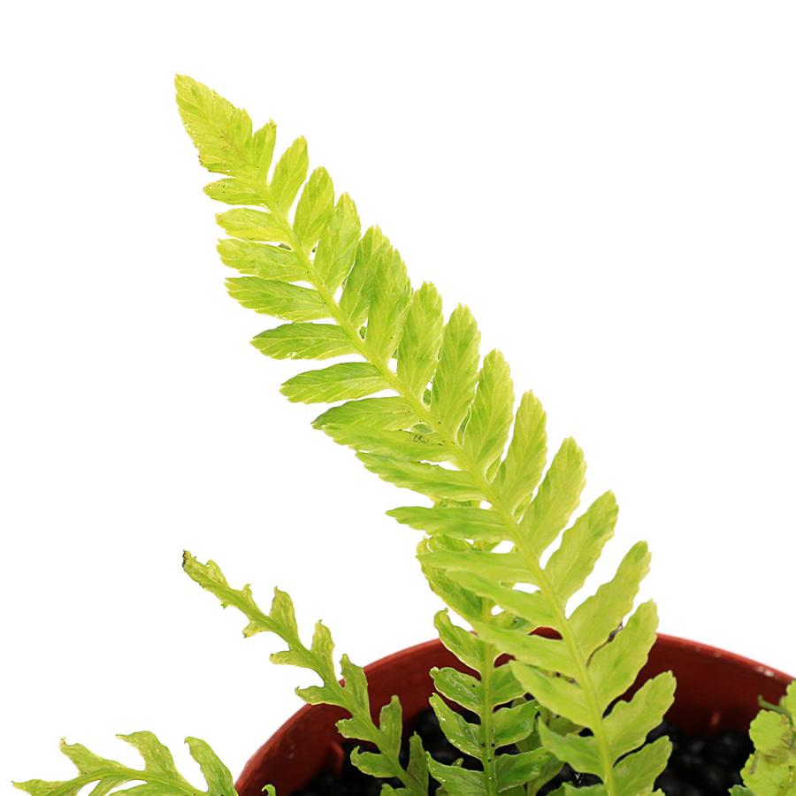 水草）一点物 ブレクナム オブツサタム var．フランシー タイプB