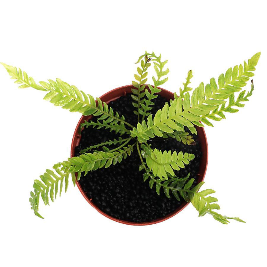水草）一点物 ブレクナム オブツサタム var．フランシー タイプB