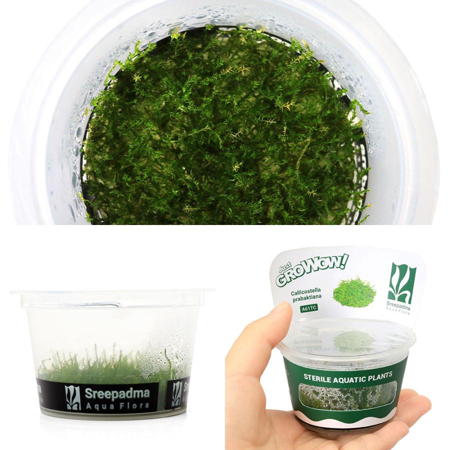 水草）組織培養GROWOW！ ウィーピングモス（無農薬）（1カップ