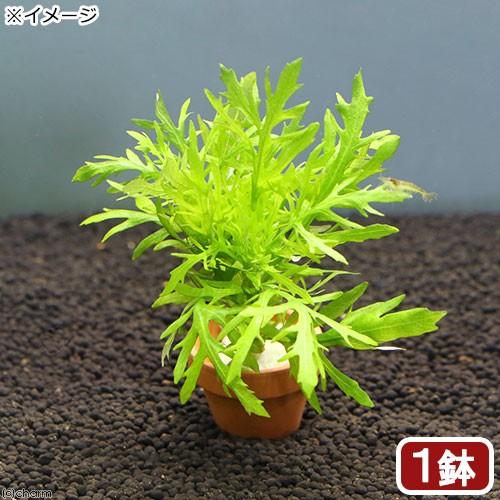 水草 ウォーターウィステリア ミニ素焼き鉢 無農薬 １鉢 Kingsfirearmsandmore Com