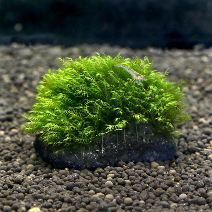 水草 育成済 21年新作 ウォーターフェザー 溶岩石ｓｓサイズ 無農薬 １個 約８ｃｍ以下