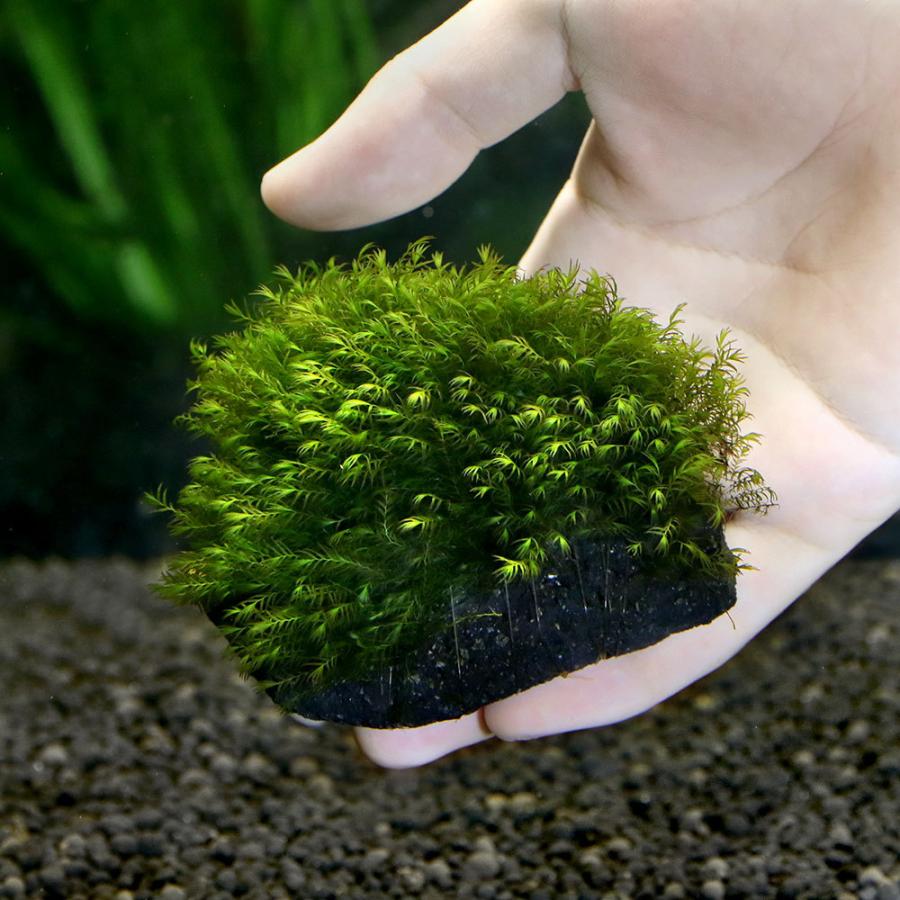 水草 育成済 ウォーターフェザー 溶岩石ｓｓサイズ 約８ｃｍ以下 水中葉 無農薬 １個 チャーム Charm Paypayモール店 通販 Paypayモール