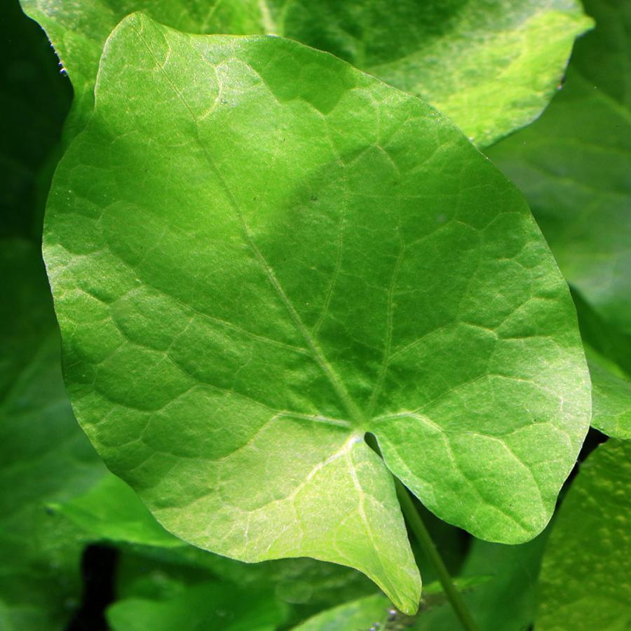 チャーム（charm） （水草）ニムファ グランディルフィラ（水中葉