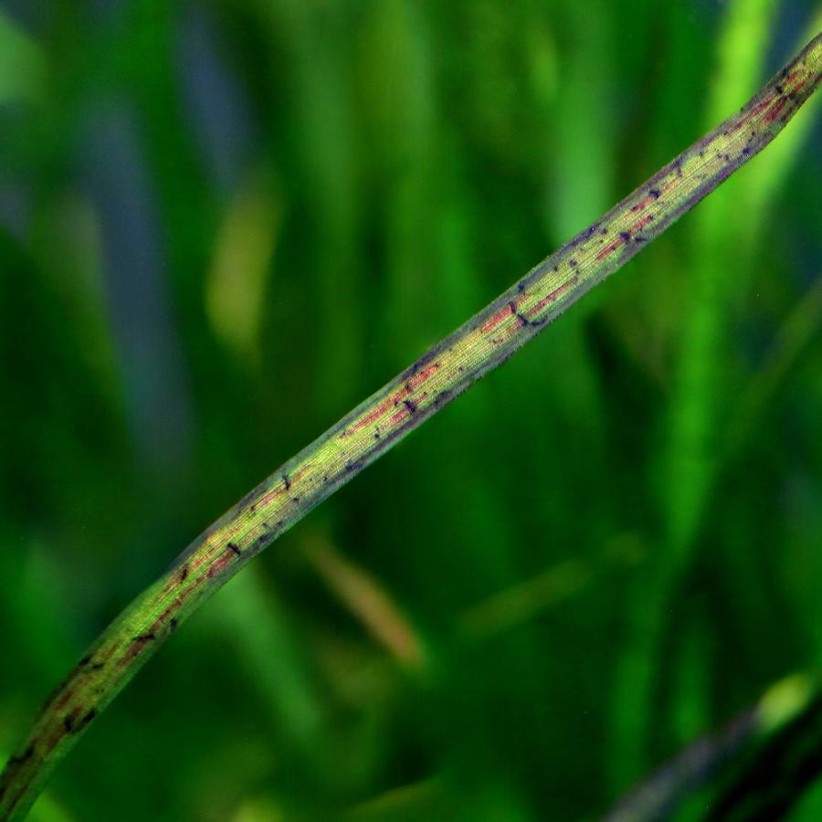 レアな水草 サジタリアspリトルヤバクリーク