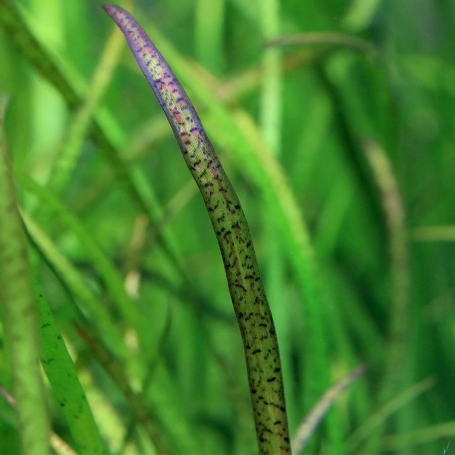 レアな水草 サジタリアspリトルヤバクリーク