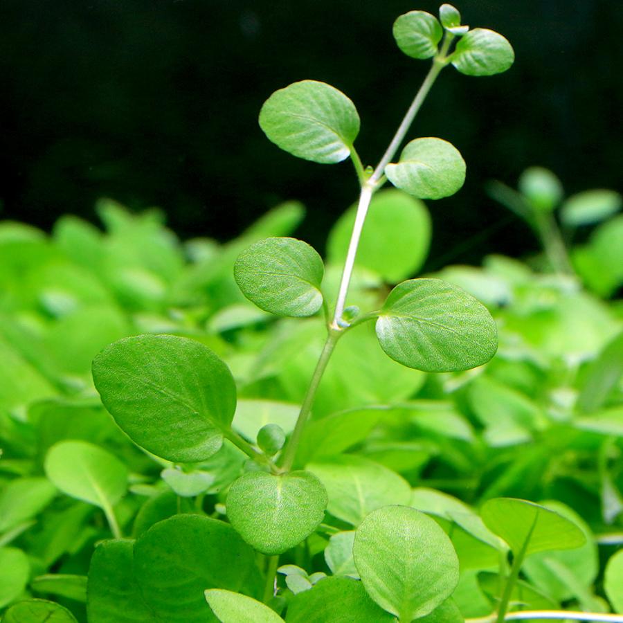 水草　水中葉　無農薬　トリミング　有茎草 楽天市場】（水草）グリーンロタラ（水中葉）（無農薬）（5本