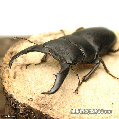 標本　サキシマヒラタ69mm+サキシマヒラタ小+アマミミヤマ小 昆虫）サキシマヒラタクワガタ 沖縄県石垣島産 幼虫（2〜3令）（1匹