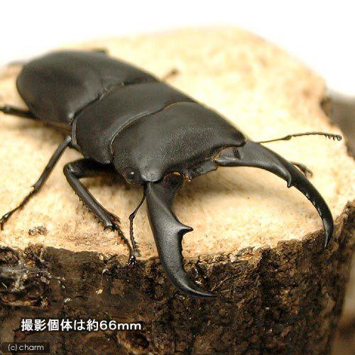 昆虫）サキシマヒラタクワガタ 沖縄県石垣島産 幼虫（2〜3令）（1匹
