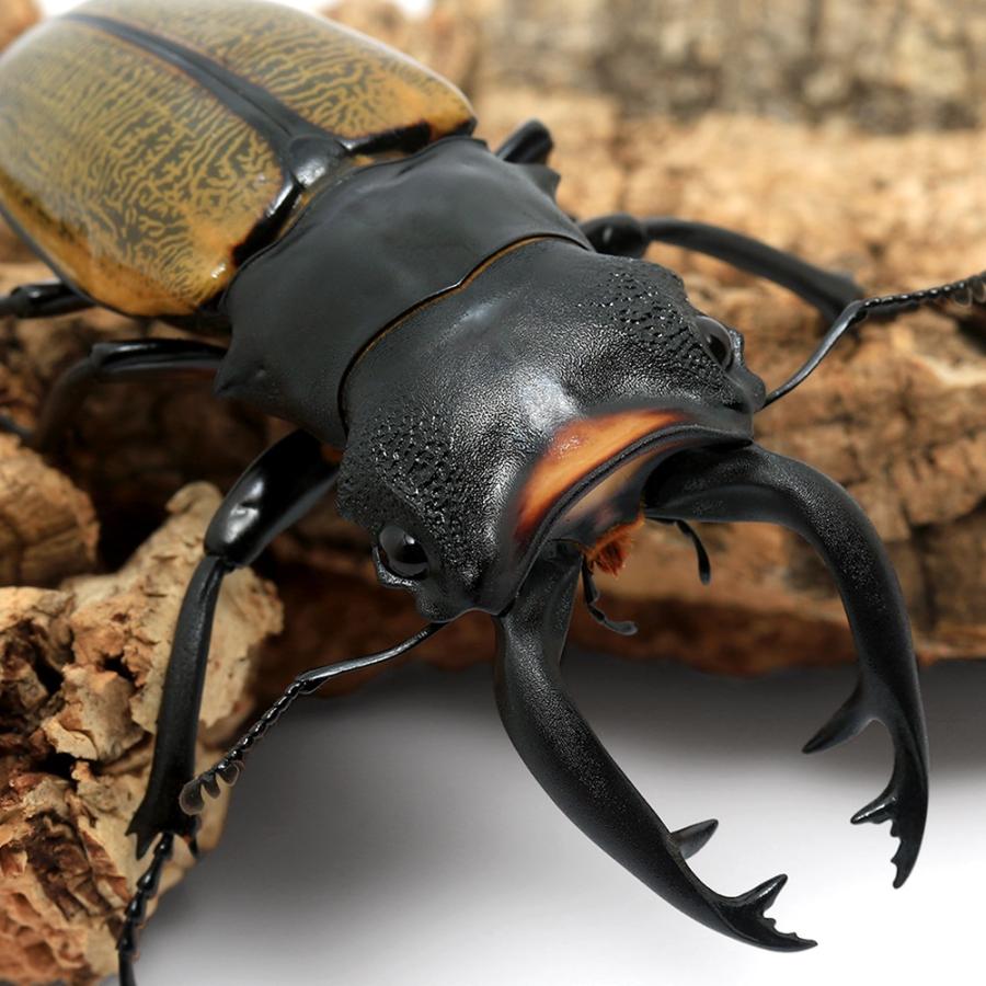 昆虫）スペクタビリスツヤクワガタ 長歯型 スマトラ パダン産 成虫