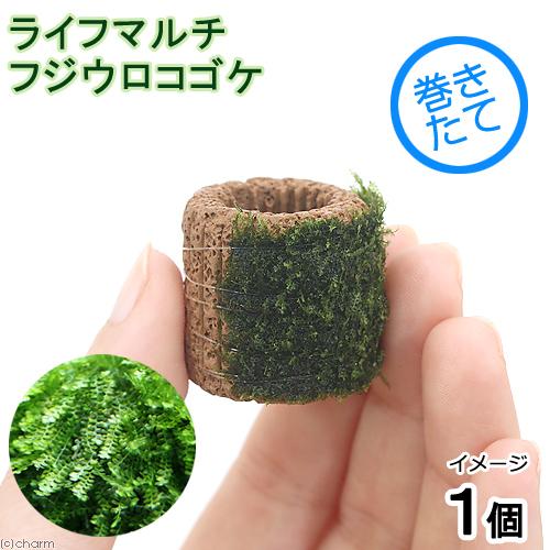 チャーム（charm） （水草）巻きたて ライフマルチ（茶