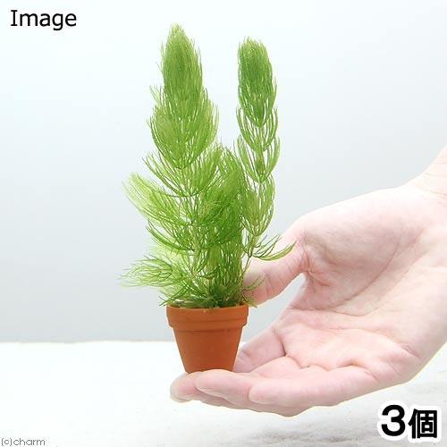 チャーム（charm） （水草）マツモ プチ素焼き鉢（無農薬）（3個