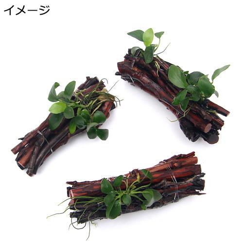 正規逆輸入品 水草 組織培養 アヌビアスナナ付 エビ長屋 約１２ｃｍ 無農薬 １個 水辺工房 1 910円 Aynaelda Com