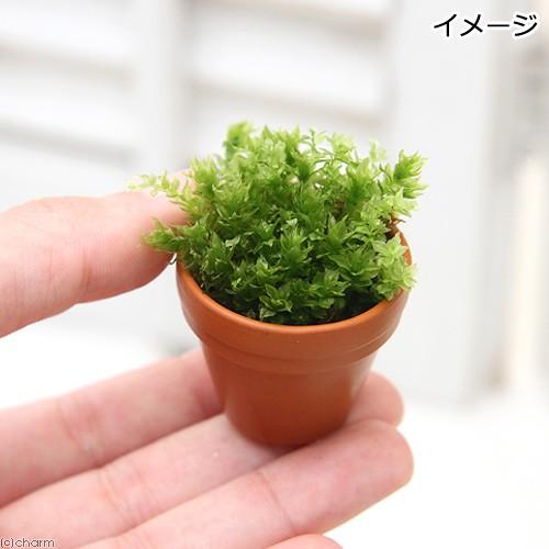 チャーム（charm） （観葉植物）苔 おまかせ苔 プチ素焼き鉢（3個