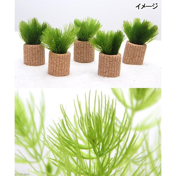 Michi Fall水草 Michi Fall様専用水草 Michi Fall水草 Colorful
