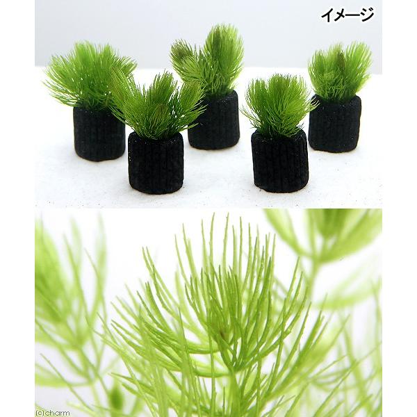 水草 マルチリングブラック 黒 マツモ プチ 無農薬 １個 チャーム Charm Paypayモール店 通販 Paypayモール
