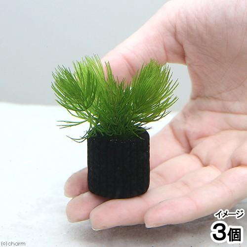 激安セール 水草 マルチリングブラック 黒 マツモ プチ 無農薬 ３個 百貨店