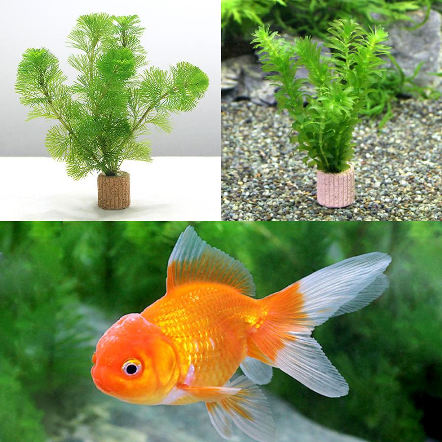 最低価格の 水草 メダカ 金魚藻 国産 ライフマルチ 茶 アナカリス ミニ 無農薬 ３個 Rmladv Com Br