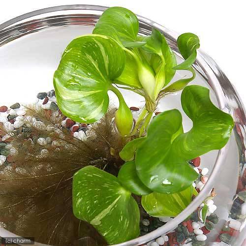 （浮草）斑入りホテイ草（５株）　金魚　メダカ　産卵床　斑入りホテイアオイ（Yahoo!・チャーム charm ヤフー店）
