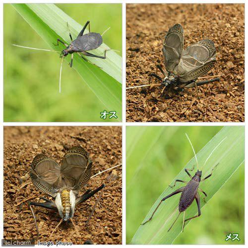 （昆虫）スズムシ　鈴虫　オス　成虫（１０匹）｜chanet｜02