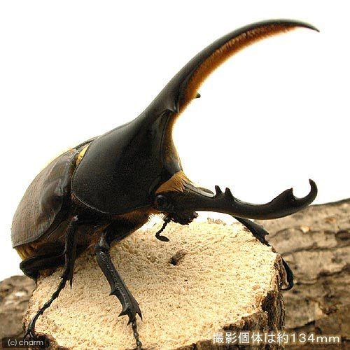 （昆虫）ヘラクレス・リッキー　エクアドル産　幼虫（２〜３令）（１匹）　北海道・九州航空便要保温 |  | 01