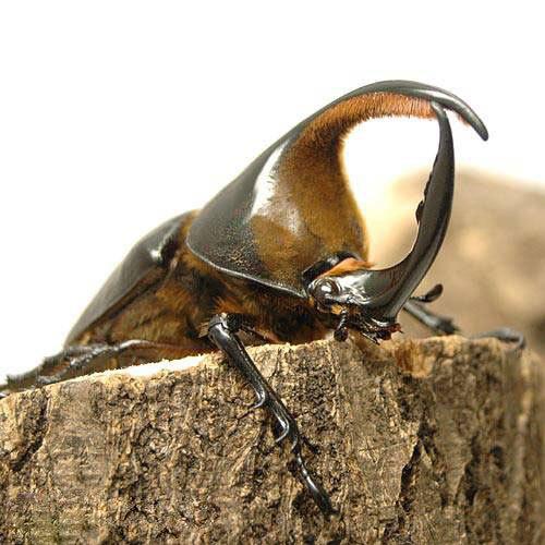 昆虫 サタンオオカブトムシ ボリビア産 幼虫 初 ２令 １匹 Belle Ile Nature