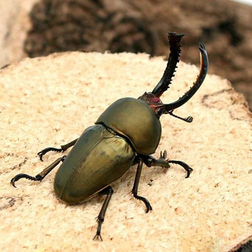 （昆虫）パプアキンイロクワガタ　アルファック産　成虫　ＷＤ　４０〜４４ミリ（１ペア）　北海道・九州航空便要保温 | 