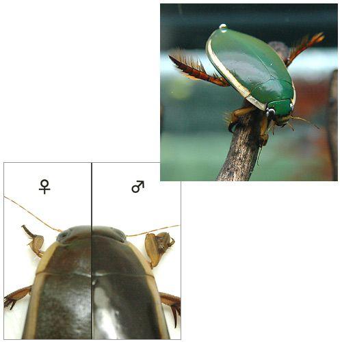 昆虫 ゲンゴロウ メス １匹 北海道 九州航空便要保温 チャーム Charm Paypayモール店 通販 Paypayモール
