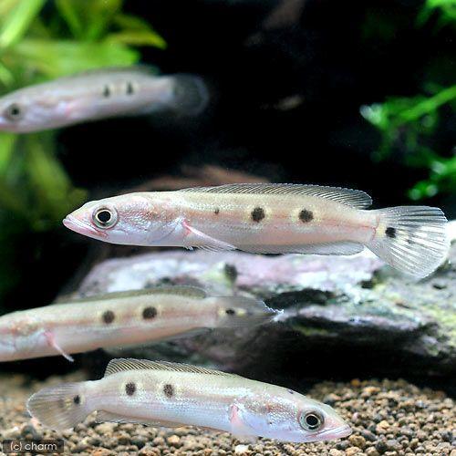 熱帯魚 オセレイト スネークヘッド ｓサイズ １匹 北海道 九州航空便要保温 チャーム Charm Paypayモール店 通販 Paypayモール