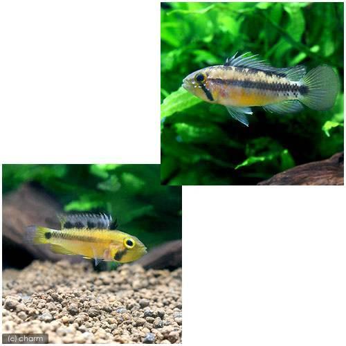 （熱帯魚）アピストグラマ・アタフアルパ（ワイルド）（１ペア）　北海道・九州航空便要保温 |  | 01