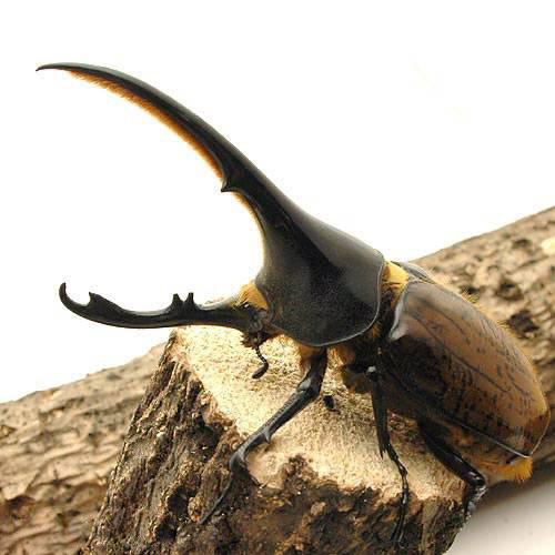 昆虫 ヘラクレス リッキー エクアドル産 幼虫 ３令 １ペア ヘラクレスオオカブトムシ 北海道 九州航空便要保温 カブトムシ Svetcity Net
