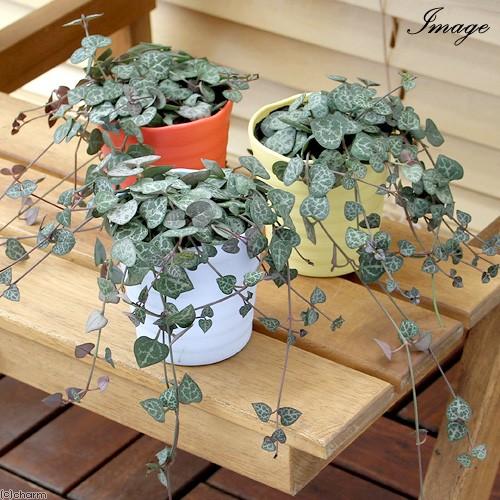 96 以上節約 観葉植物 ハートカズラ セロペギア ウッディー ２ ５号 １鉢 580円 Aynaelda Com