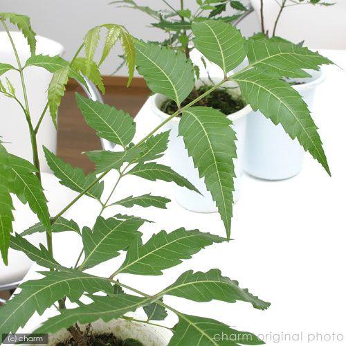 観葉植物 ニーム インドセンダン ４号 １ポット 虫除け植物 虫除けの木 チャーム Charm Paypayモール店 通販 Paypayモール