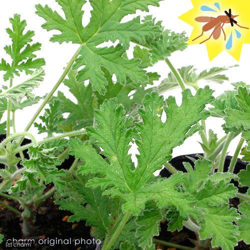 観葉植物）ハーブ苗 ハーブゼラニウム 蚊香龍（カコロン） 3号（1