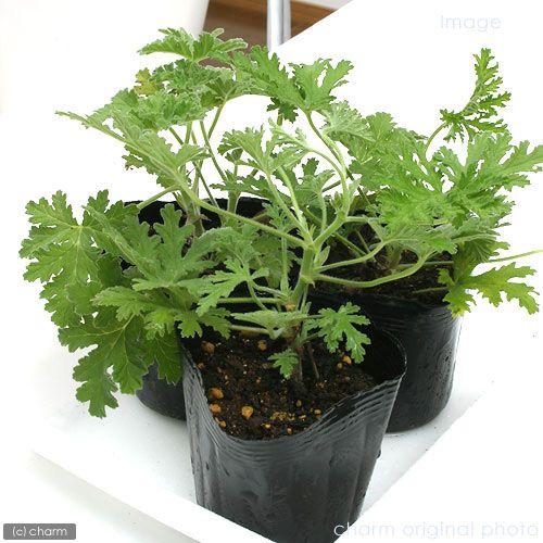 観葉植物）ハーブ苗 ハーブゼラニウム 蚊香龍（カコロン） 3号（1
