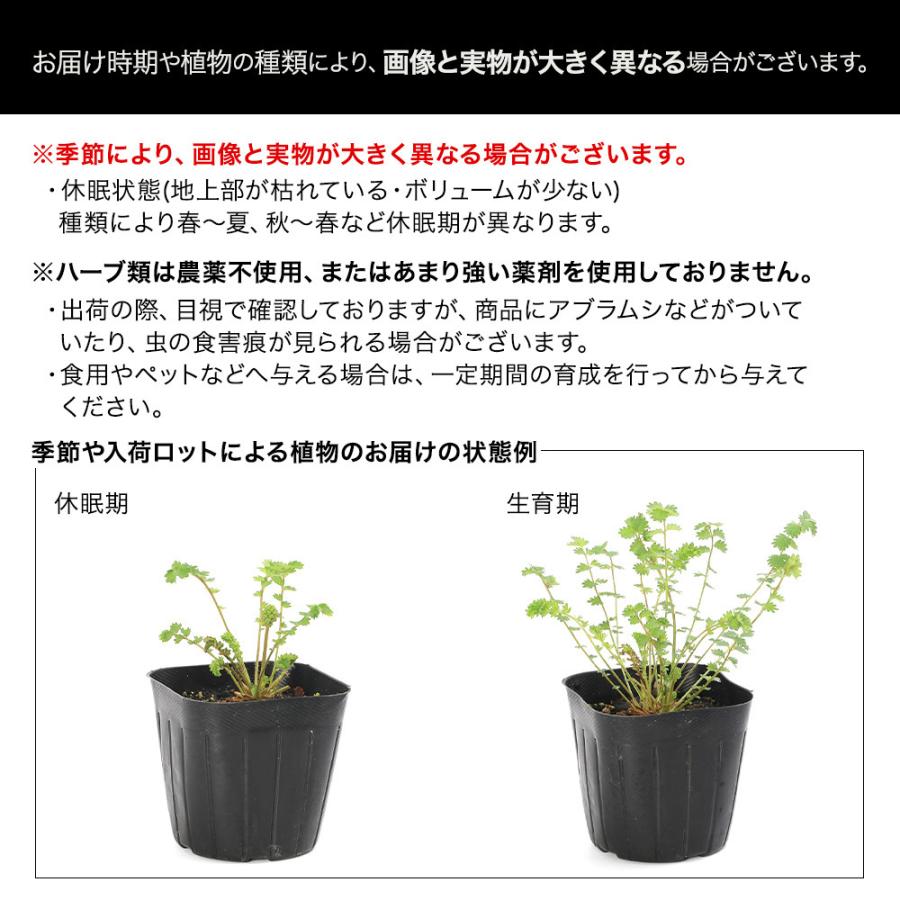 観葉植物）ハーブ苗 ハーブゼラニウム 蚊香龍（カコロン） 3号（1