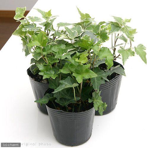 観葉植物 ヘデラ アイビー 品種おまかせ ３号 １ポット チャーム Charm Paypayモール店 通販 Paypayモール