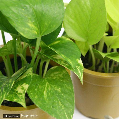 チャーム（charm） （観葉植物）ポトス 品種おまかせ 3号（1ポット