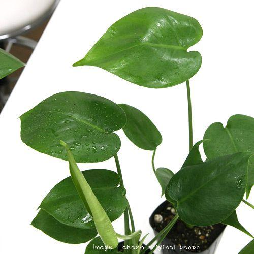 観葉植物 モンステラ ３号 １ポット クリスマスファッション