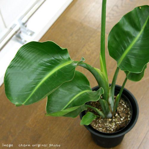 観葉植物 ストレリチア オーガスタ ニコライ ６号 １鉢 チャーム Charm Paypayモール店 通販 Paypayモール